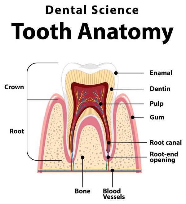 آناتومی دندان چیست 