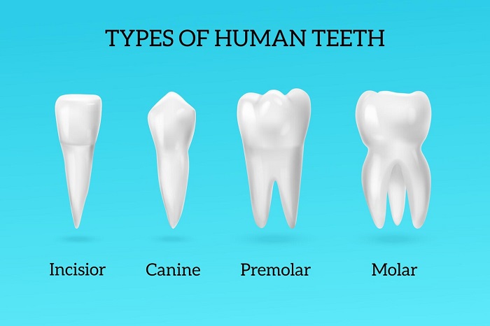دندان های ثنایا کدامند