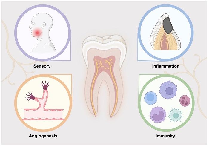 عصب کشی دندان چگونه است