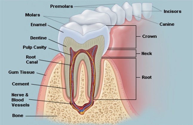 قسمت های تشکیل دهنده دندان کدامند 