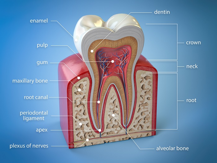 آناتومی دندان و انواع آن کدامند 