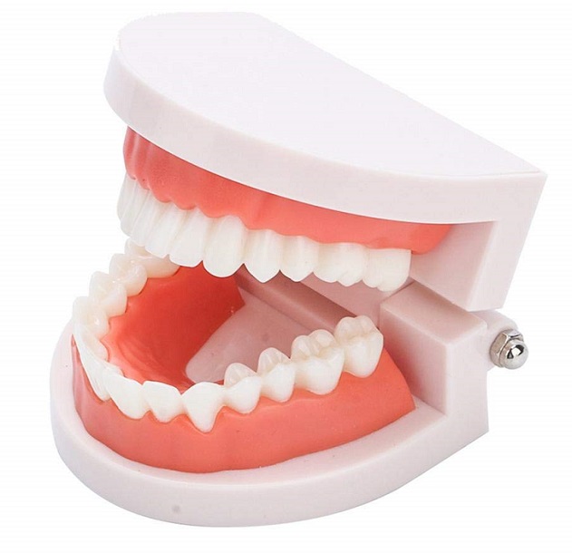 دندان ها از چه اجزایی تشکیل شده اند