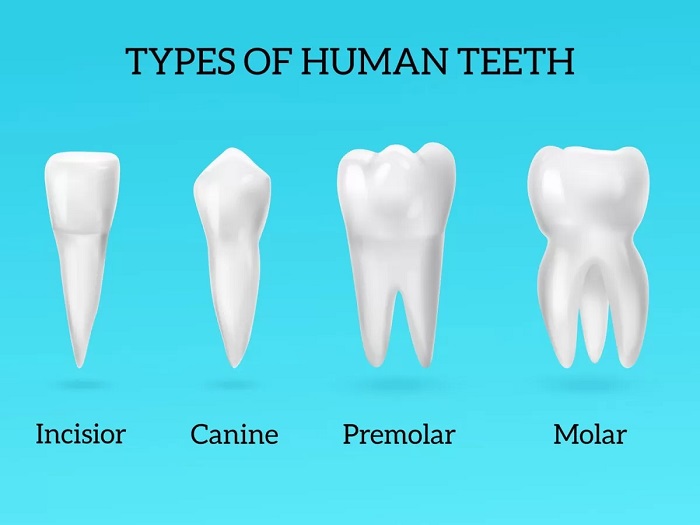 دندان های دائمی چه زمانی شروع به رشد میکنند