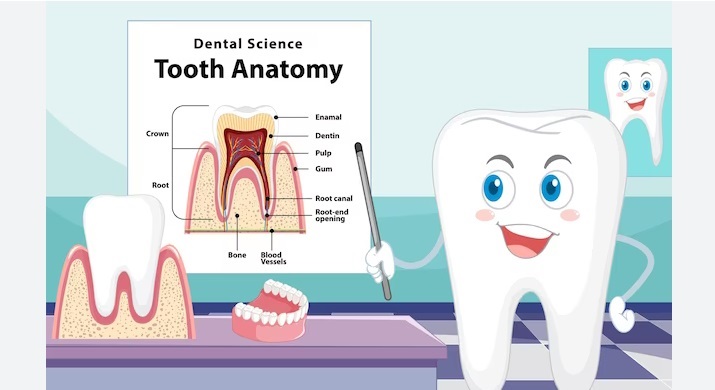 طبقه بندی دندان ها کدامند و چه وظیفه ای دارند