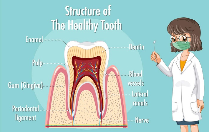 کلید مراقبت های پیشگیرانه برای دندان های سالم